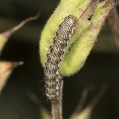 Helicoverpa (genus) (A bollworm) at Higgins, ACT - 21 Dec 2021 by AlisonMilton