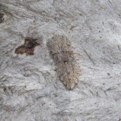 Ledromorpha planirostris (A leafhopper) at Higgins, ACT - 29 Dec 2021 by AlisonMilton