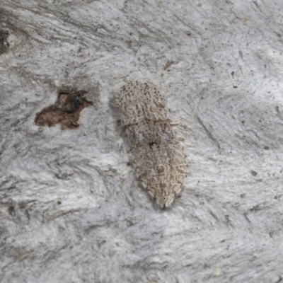 Ledromorpha planirostris (A leafhopper) at Higgins, ACT - 29 Dec 2021 by AlisonMilton