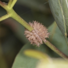 Paropsis atomaria (Eucalyptus leaf beetle) at Higgins, ACT - 30 Dec 2021 by AlisonMilton