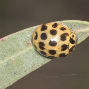 Harmonia conformis at Hawker, ACT - 30 Dec 2021 11:11 AM