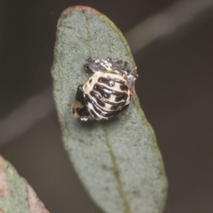 Harmonia conformis at Hawker, ACT - 30 Dec 2021 11:11 AM