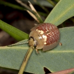 Paropsisterna decolorata (A Eucalyptus leaf beetle) at Higgins, ACT - 30 Dec 2021 by AlisonMilton