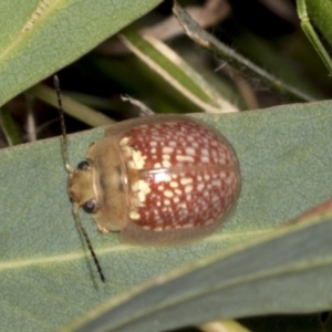 Paropsisterna decolorata at Higgins, ACT - 30 Dec 2021 11:06 AM