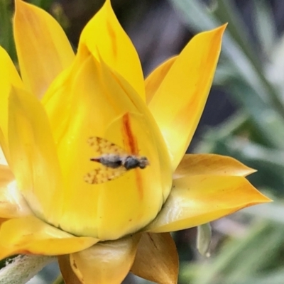 Tephritidae sp. (family) (Unidentified Fruit or Seed fly) at GG182 - 2 Jan 2022 by KMcCue