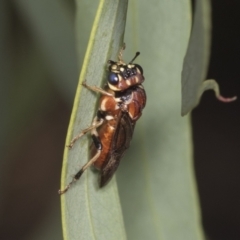 Pergagrapta latreillii (Sawfly) at Higgins, ACT - 30 Dec 2021 by AlisonMilton