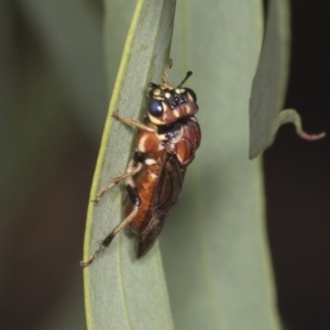 Pergagrapta sp. (genus) at Higgins, ACT - 30 Dec 2021