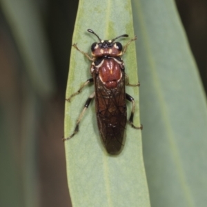 Pergagrapta sp. (genus) at Higgins, ACT - 30 Dec 2021