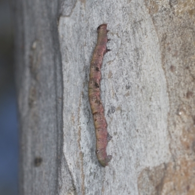 Lepidoptera unclassified IMMATURE moth at Higgins, ACT - 29 Dec 2021 by AlisonMilton