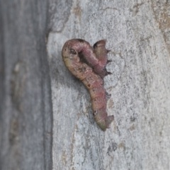 Lepidoptera unclassified IMMATURE at Higgins, ACT - 30 Dec 2021 10:59 AM