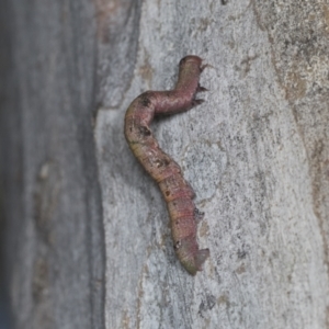 Lepidoptera unclassified IMMATURE moth at Higgins, ACT - 30 Dec 2021