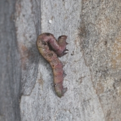 Lepidoptera unclassified IMMATURE moth at Higgins, ACT - 30 Dec 2021