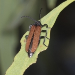 Porrostoma sp. (genus) (Lycid, Net-winged beetle) at Higgins, ACT - 30 Dec 2021 by AlisonMilton