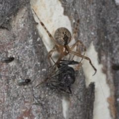 Cryptachaea veruculata (Diamondback comb-footed spider) at Higgins, ACT - 30 Dec 2021 by AlisonMilton