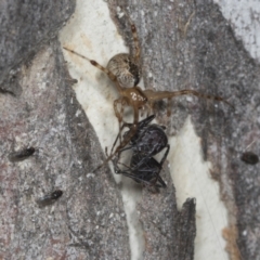 Cryptachaea veruculata at Higgins, ACT - 30 Dec 2021