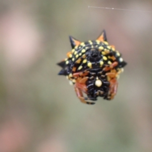 Austracantha minax at Cook, ACT - 7 Jan 2022 09:15 AM