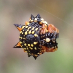 Austracantha minax at Cook, ACT - 7 Jan 2022