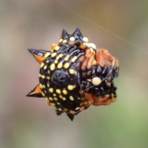 Austracantha minax at Cook, ACT - 7 Jan 2022