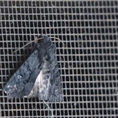 Neumichtis nigerrima (Black Turnip Moth) at Cook, ACT - 6 Jan 2022 by Tammy