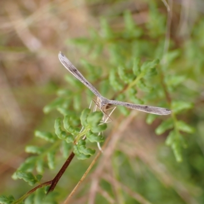 Stenoptilia zophodactylus (Dowdy Plume Moth) at Aranda Bushland - 6 Jan 2022 by drakes