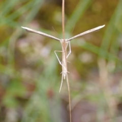 Stenoptilia zophodactylus at Cook, ACT - 7 Jan 2022