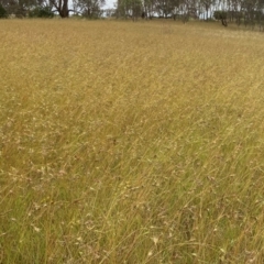 Themeda triandra (Kangaroo Grass) at Murrumbateman Grassy Woodland - 7 Jan 2022 by ALCaston