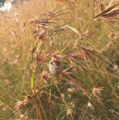 Themeda triandra at Murrumbateman, NSW - 8 Jan 2022 12:43 AM