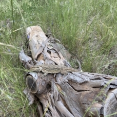 Pogona barbata (Eastern Bearded Dragon) at Murrumbateman, NSW - 19 Nov 2021 by ALCaston