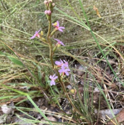 Stylidium graminifolium (Grass Triggerplant) at Murrumbateman, NSW - 12 Nov 2021 by ALCaston