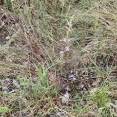 Stylidium graminifolium at Murrumbateman, NSW - 12 Nov 2021