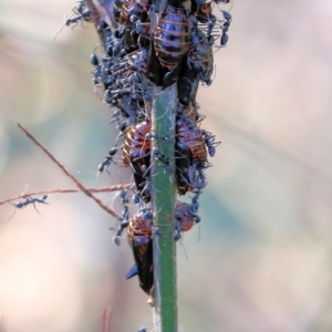 Jalmenus evagoras at Pambula Beach, NSW - 31 Dec 2021