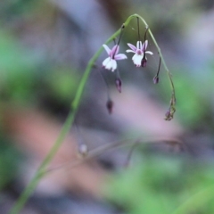 Arthropodium milleflorum (Vanilla Lily) at Pambula Beach, NSW - 30 Dec 2021 by KylieWaldon