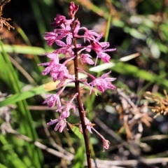 Dipodium punctatum (Blotched Hyacinth Orchid) at Ben Boyd National Park - 31 Dec 2021 by KylieWaldon