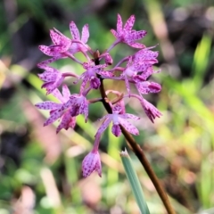 Dipodium punctatum (Blotched Hyacinth Orchid) at Pambula Beach, NSW - 31 Dec 2021 by KylieWaldon