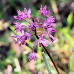 Dipodium punctatum (Blotched Hyacinth Orchid) at Ben Boyd National Park - 31 Dec 2021 by KylieWaldon