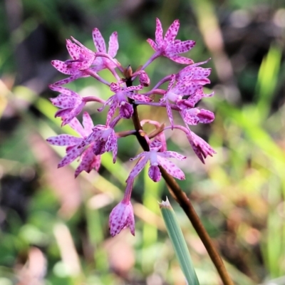 Dipodium punctatum (Blotched Hyacinth Orchid) at Pambula Beach, NSW - 31 Dec 2021 by KylieWaldon