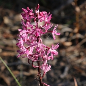 Dipodium punctatum at Pambula Beach, NSW - 31 Dec 2021