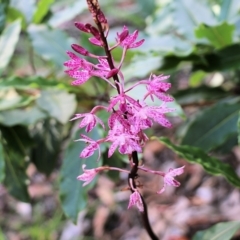 Dipodium punctatum (Blotched Hyacinth Orchid) at Ben Boyd National Park - 30 Dec 2021 by KylieWaldon