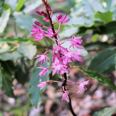 Dipodium punctatum (Blotched Hyacinth Orchid) at Ben Boyd National Park - 31 Dec 2021 by KylieWaldon