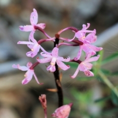 Dipodium roseum (Rosy Hyacinth Orchid) at Pambula Beach, NSW - 31 Dec 2021 by KylieWaldon