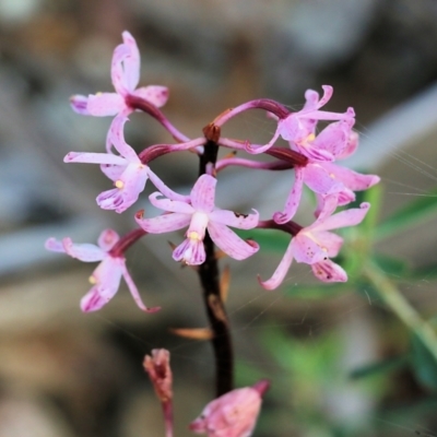 Dipodium roseum (Rosy Hyacinth Orchid) at Pambula Beach, NSW - 31 Dec 2021 by KylieWaldon