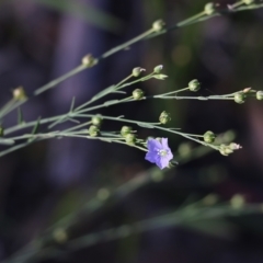 Linum marginale (Native Flax) at Ben Boyd National Park - 30 Dec 2021 by KylieWaldon