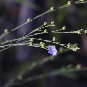 Linum marginale at Pambula Beach, NSW - 31 Dec 2021