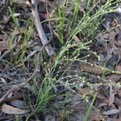 Linum marginale at Pambula Beach, NSW - 31 Dec 2021