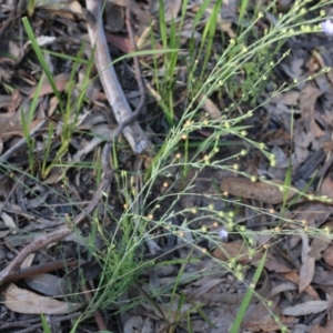 Linum marginale at Pambula Beach, NSW - 31 Dec 2021