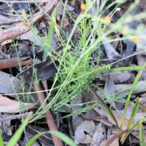 Linum marginale at Pambula Beach, NSW - 31 Dec 2021