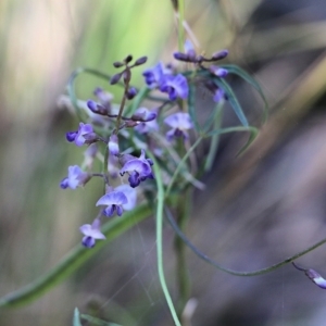 Glycine sp. at Pambula Beach, NSW - 31 Dec 2021 06:44 AM