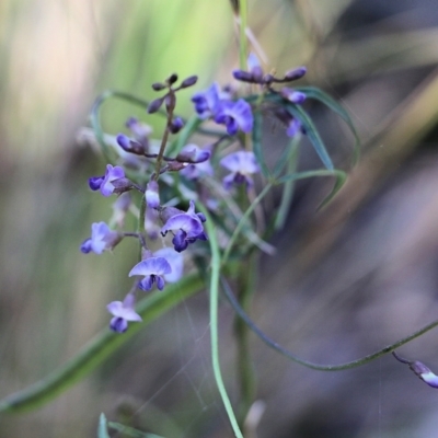 Glycine sp. at Ben Boyd National Park - 30 Dec 2021 by KylieWaldon