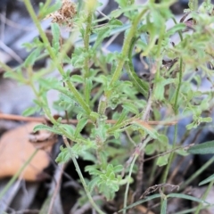 Vittadinia cuneata var. cuneata at Pambula Beach, NSW - 31 Dec 2021