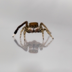 Maratus pavonis (Dunn's peacock spider) at QPRC LGA - 2 Dec 2021 by MarkT